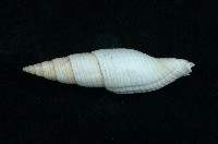 藏品(大白筆螺)的圖片